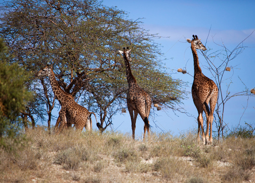 肯尼亚安博塞利的Safari 肯尼亚 非洲热带草原斑点蓝色环境脖子反刍动物野生动物晴天食草图片