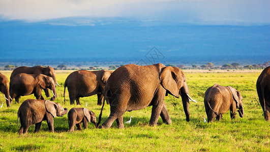 大象吃热带草原上的大象家庭 肯尼亚安博塞利的Safari 肯尼亚 非洲动物母亲野生动物环境树干蓝色旅游獠牙天空孩子背景