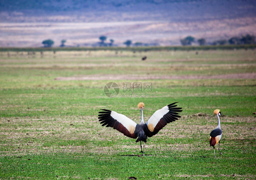 乌干达国家鸟类脊椎动物鸟类野生动物国家荒野动物脖子羽毛纹章动物群图片