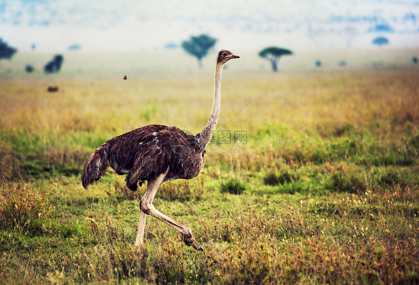 奥斯特里希在热带草原上 在坦桑尼亚 非洲公园大草原鸟类动物群哺乳动物脖子女性野生动物动物眼睛图片