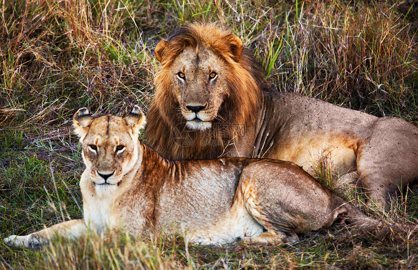 在坦桑尼亚塞伦盖蒂的Serengeti 非洲眼睛栖息地成人情调家庭捕食者荒野动物生物冒险图片
