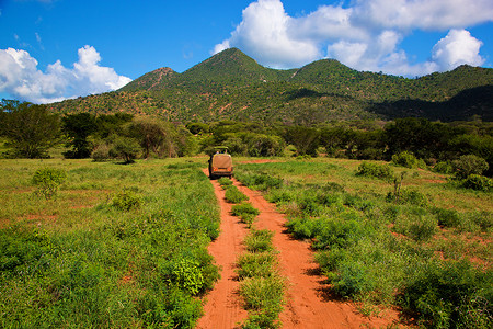 红地路 热带草原灌树 察沃西部 肯尼亚 非洲荒野植物衬套旅行环境岩石风景公园蓝色地面背景图片