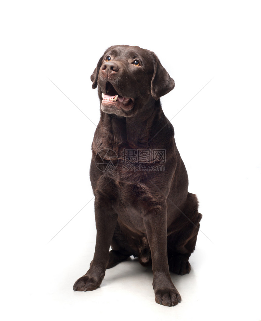 复养犬动物宠物黑色犬类白色哺乳动物猎犬小狗图片