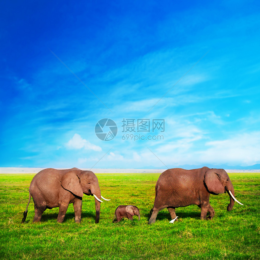 热带草原上的大象家庭 肯尼亚安博塞利的Safari 肯尼亚 非洲天空游客旅行公园环境孩子橙子国家婴儿旅游图片