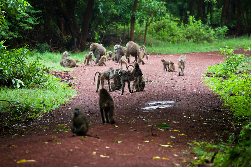 非洲灌木中的猴公园绿色男性哺乳动物森林红色动物野生动物毛皮热带图片