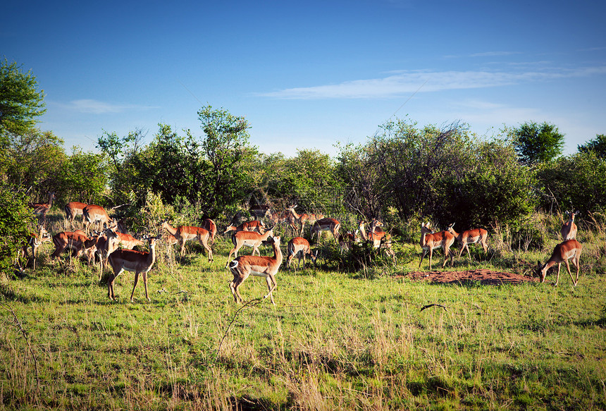 在非洲热带草原上聚集了伊卜拉人女性荒野公园大草原衬套国家食草羚羊哺乳动物棕褐色图片
