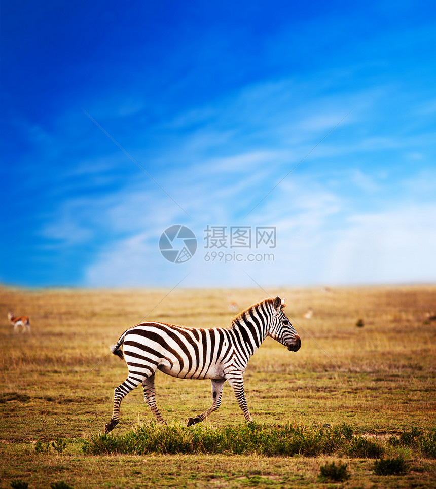 非洲草原上的斑马白色动物黑色游戏天空国家条纹荒野哺乳动物公园图片