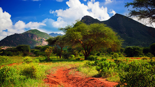 红地路 热带草原灌树 察沃西部 肯尼亚 非洲风景植物群公园植物蓝色全景生态旅行国家大草原背景图片