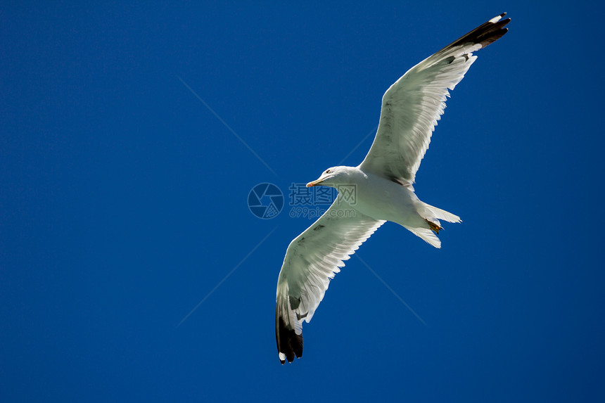 飞行海鸥天空航班野生动物动物翅膀海鸟翼展自由荒野蓝色图片