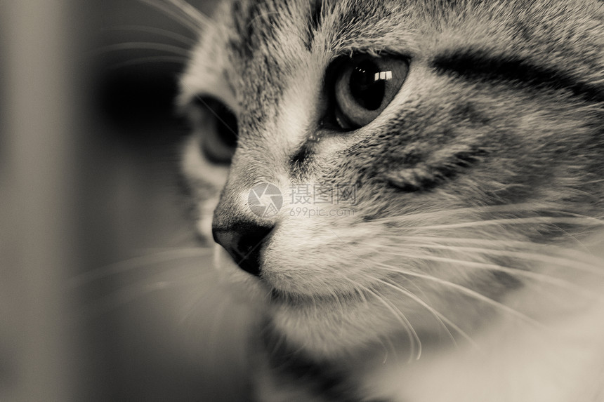 猫眼鼻子毛皮猫咪白色动物宠物眼睛哺乳动物灰色图片