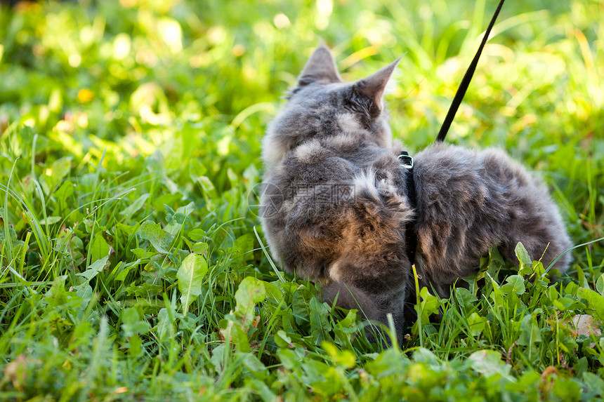 自然界的美丽条纹干豆猫猫咪哺乳动物猎人男性流苏家庭小猫动物虎斑猫科图片