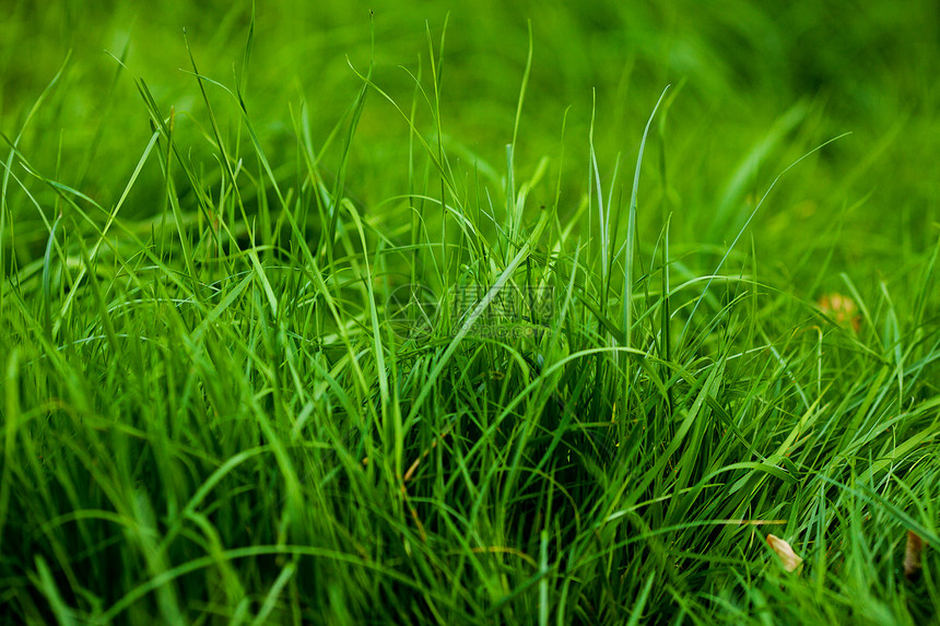 平淡绿草的背景背景自由太阳场景世界草地摄影推杆环境美化院子图片