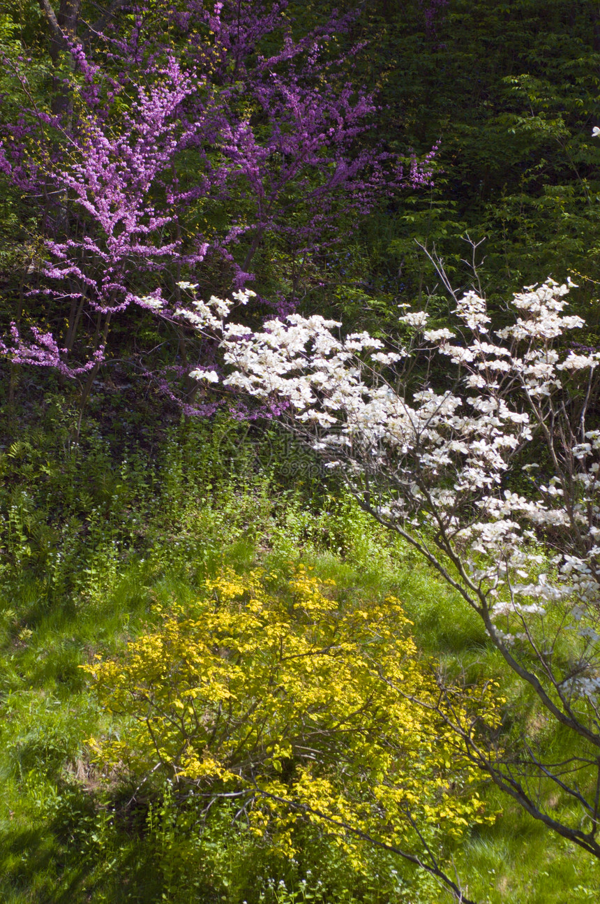 闪光紫丁香花园白色衬套黄色植物粉色植物群叶子绿色图片