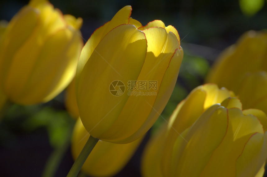 郁金tullip黄色生长植物蓝色郁金香场地花瓣绿色季节图片