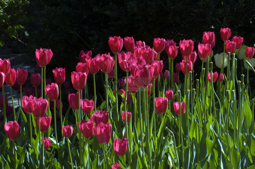 郁金生长季节绿色植物阳光照射场地太阳红色日落粉色图片