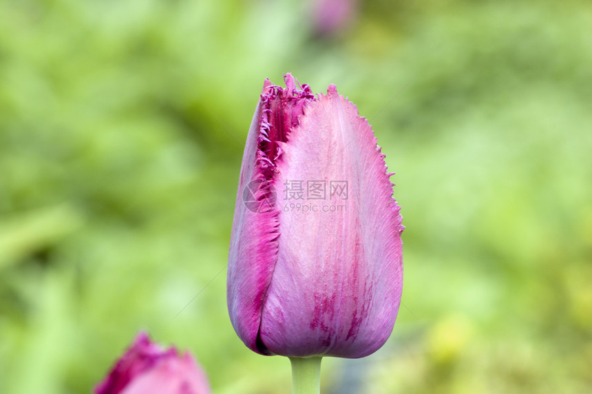 郁金tullip日落季节植物阳光照射绿色红色粉色图片