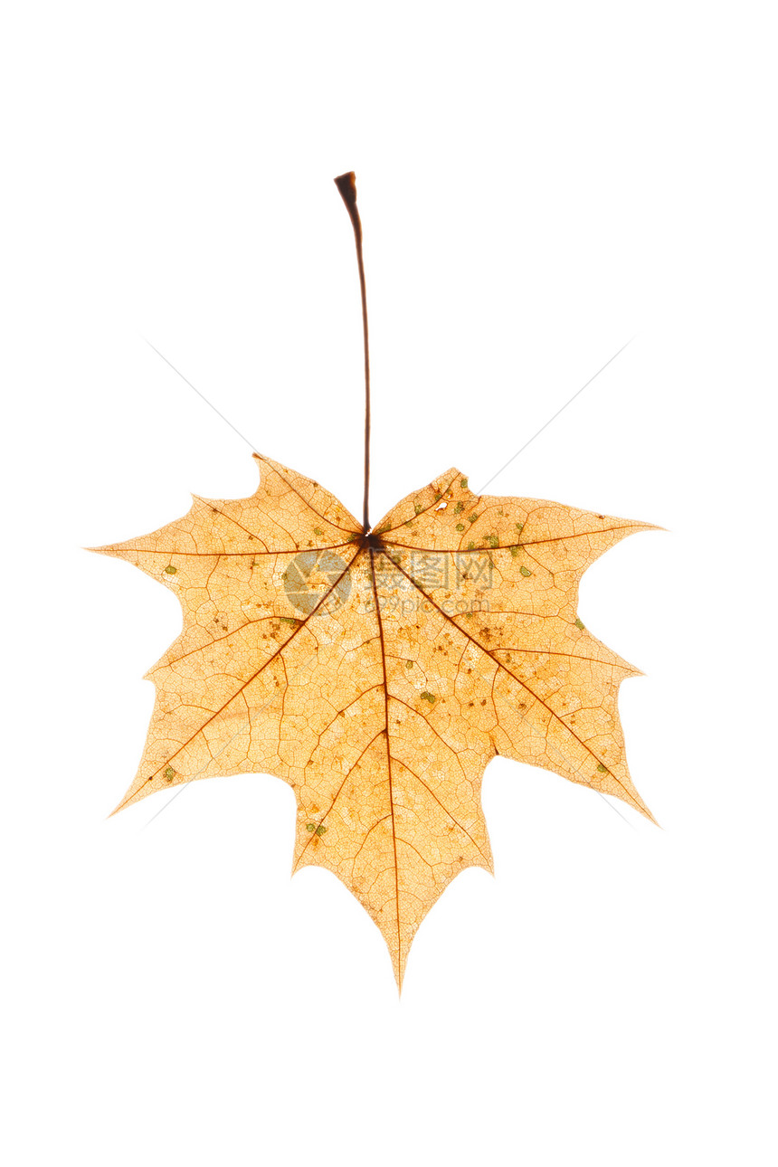 秋叶棕色荚蒾橙子天气快乐树叶季节红色金银花叶子图片