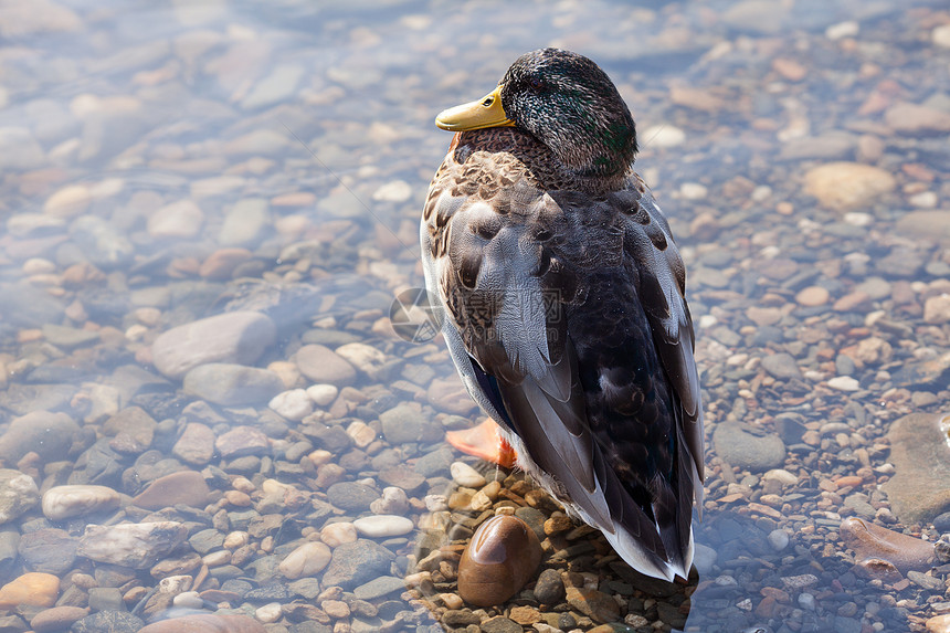 水中的灰鸭家庭团体婴儿风景游泳小鸭子摄影鸟类账单闲暇图片