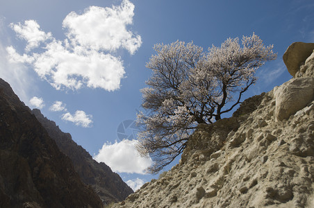 印度莱赫的杏花旅行场地背景图片