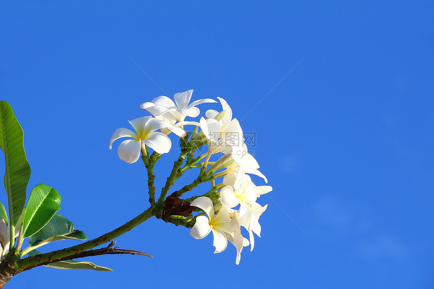 弗朗吉帕尼布卢马花朵在蓝天上盛开白色植物群花瓣花园热带蓝色花束植物叶子天空图片