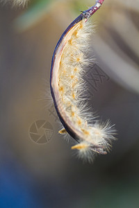 露天小菜人花的开源种子胶囊植物美丽宏观花园植物学夹竹桃神经质背景图片