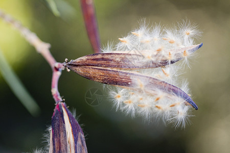 露天小菜人花的开源种子胶囊美丽神经质植物学植物花园夹竹桃宏观背景图片