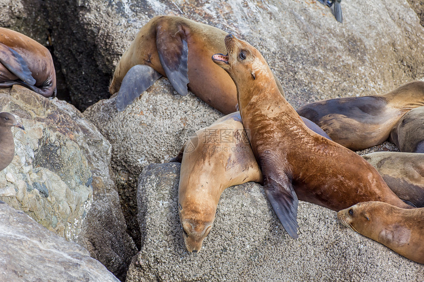 蒙特里湾海狮动物团体岩石海洋睡眠哺乳动物图片