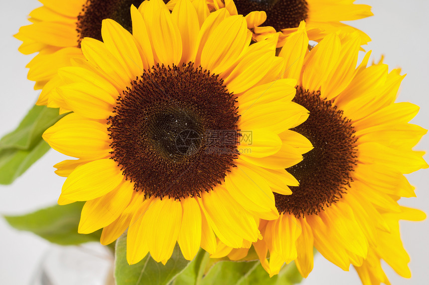 玻璃花瓶中的向日葵黄色太阳植物群花朵花束工作室绿色叶子圆形种子图片