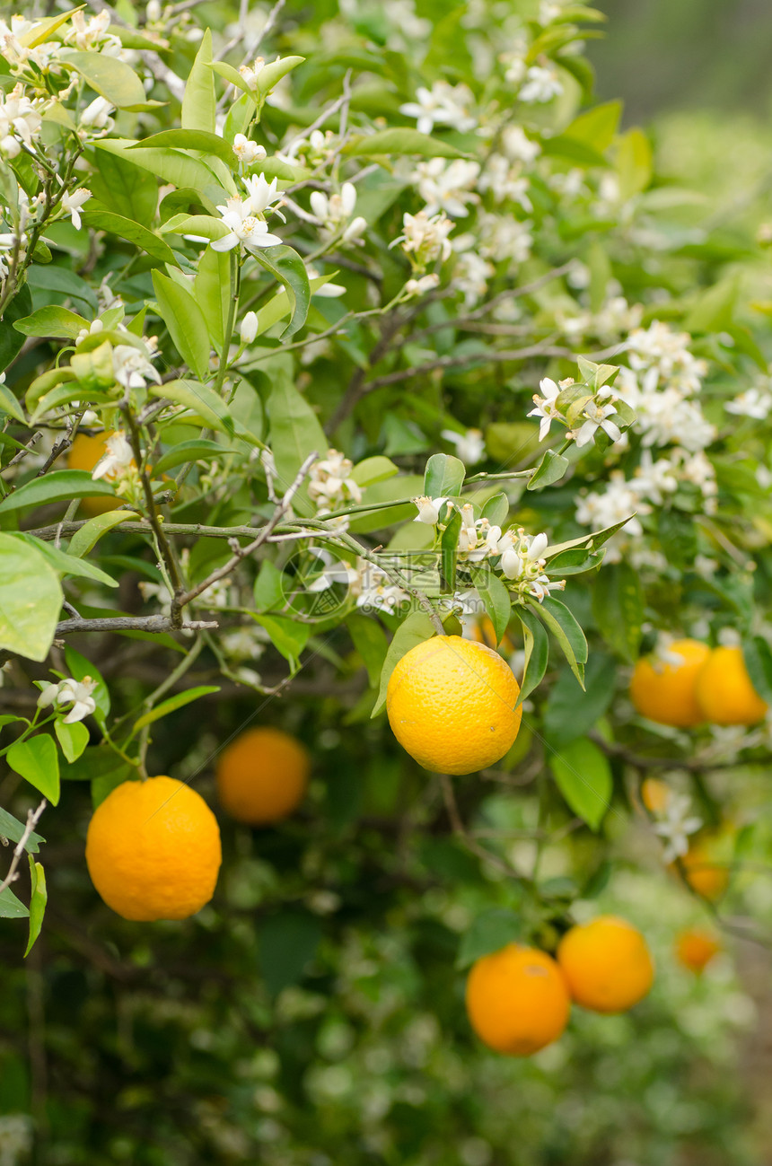 阿扎哈尔花水果阳光种植园晴天橙子农业草地果园图片