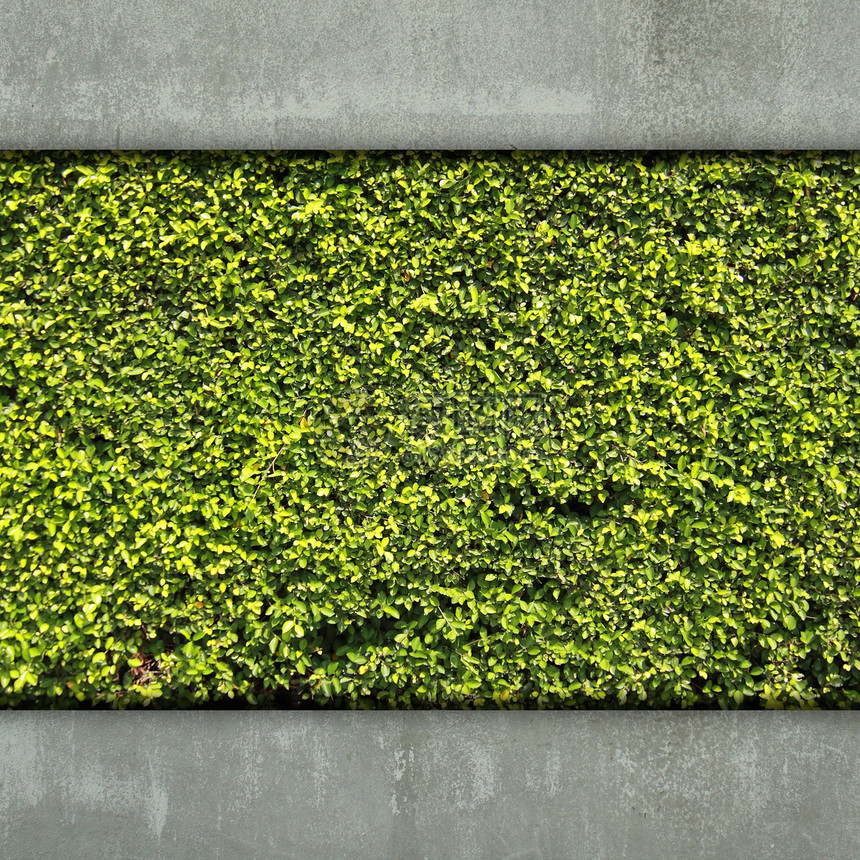 水泥墙和绿叶草地场地草本植物材料公园地面叶子城市植物地毯图片