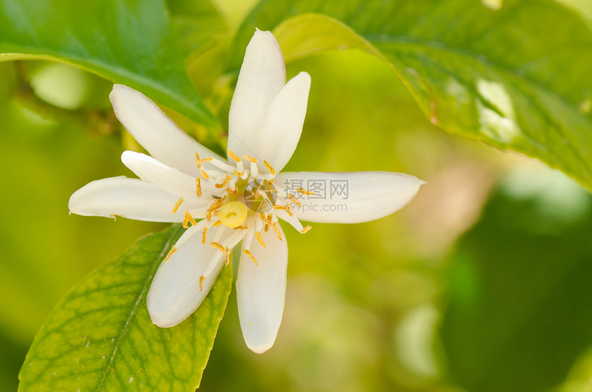 橙树花草地阳光照射晴天农业水果果园种植园水平图片