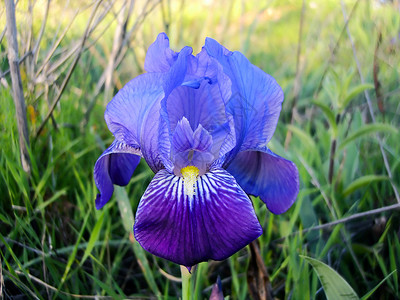 蓝胡子伊里斯蓝色鸢尾胡子鸢尾花紫色宏观植物植被高清图片