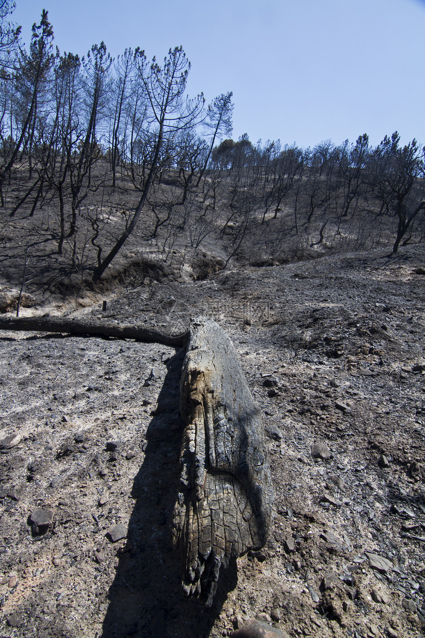 燃烧林森林黑色树木风景爬坡环境蓝色烧伤煤炭荒野图片