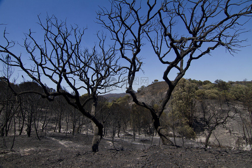 燃烧林木材森林灾难树木蓝色天空环境风景荒野破坏图片