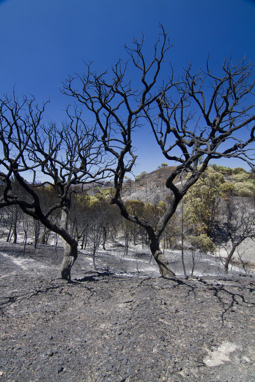 燃烧林爬坡分支机构天空黑色森林晴天烧伤煤炭环境木材图片