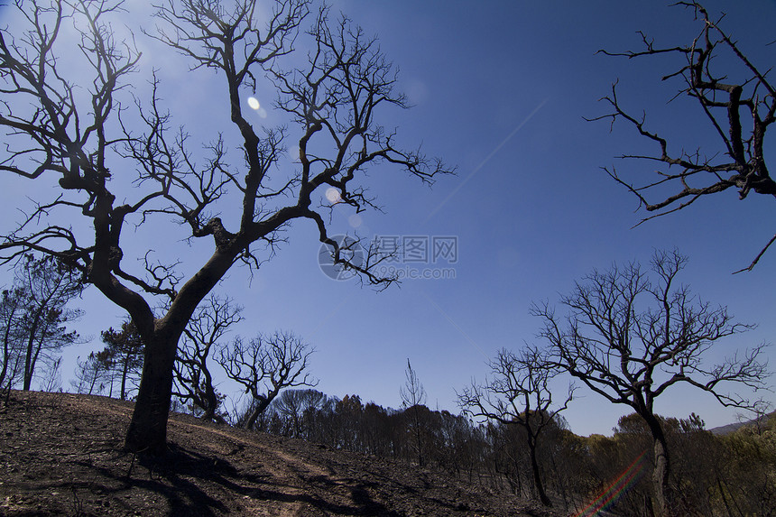 燃烧林树木爬坡破坏黑色木材风景煤炭灾难天空分支机构图片