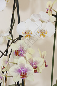蝴蝶兰杂交兰花杂交美丽白色粉色植物植物学热带花瓣黄色紫色背景