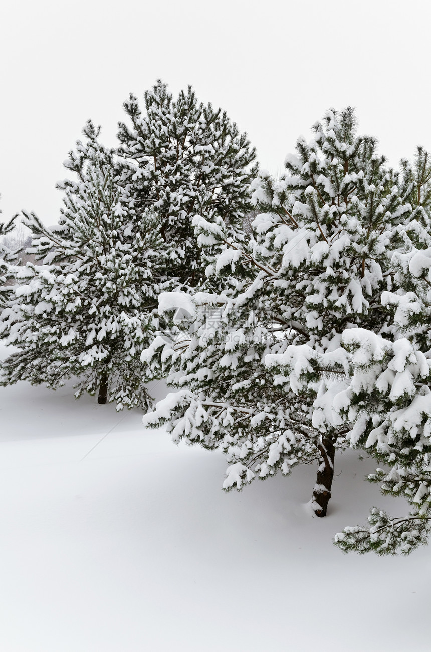 Fir 树冬令树枝林地枞树寒意松树冻结寒冷大雪针叶图片