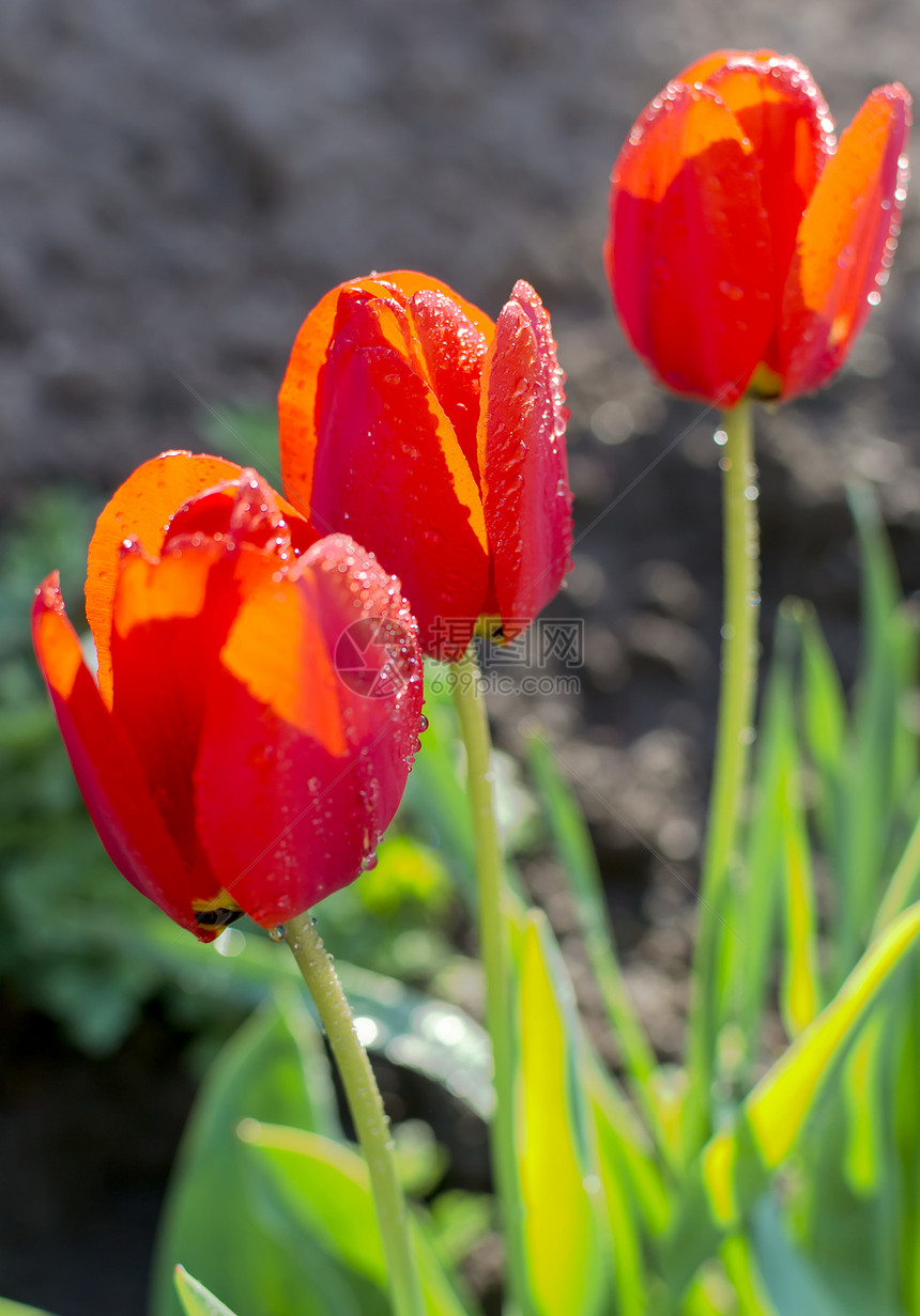 三个红色郁金香场地叶子花瓣植物学花园宏观植物群绿色地面植物图片