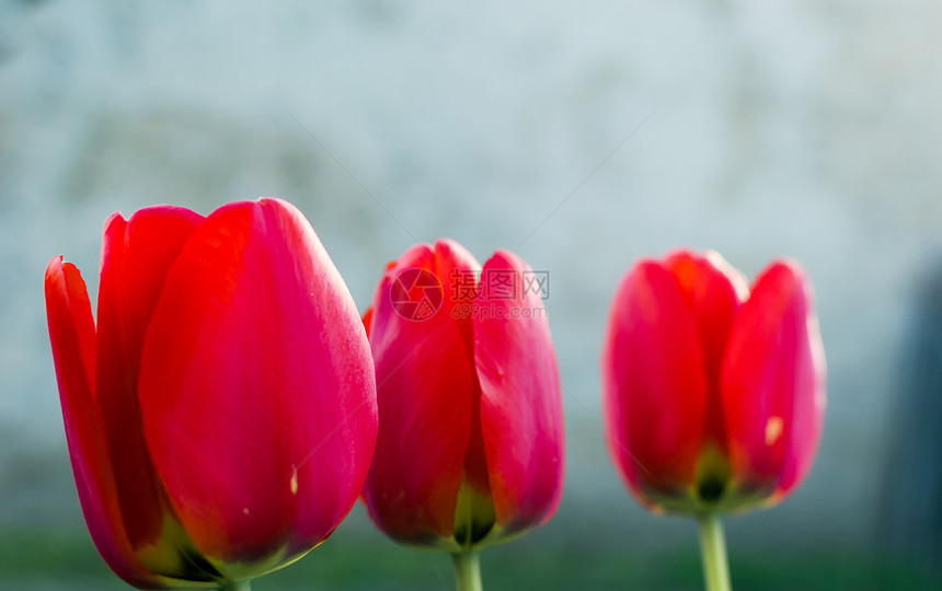三个红色郁金香绿色季节性叶子植物学植物群花瓣植物花园场地宏观图片