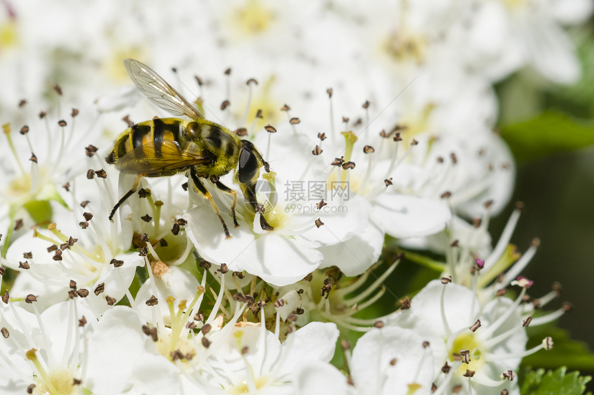 霍蓬花朵上的回旋飞蜜蜂昆虫独角兽花粉蜉蝣图片