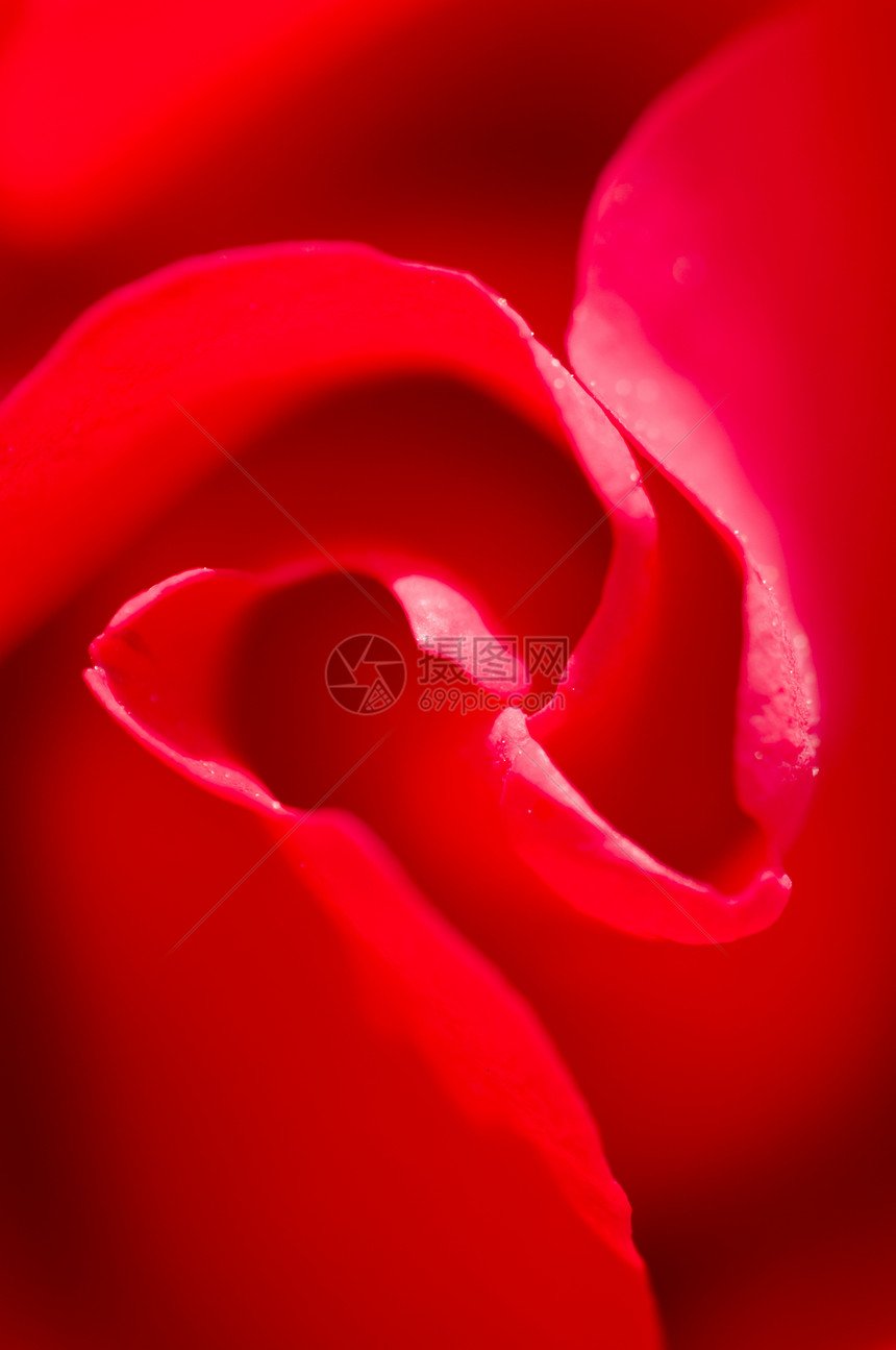 红玫瑰花瓣疗法魅力气味香味宏观婚姻褶皱香气礼物香水图片