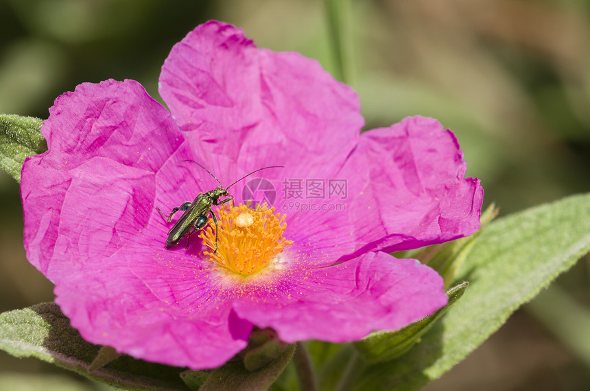 摇滚花黄色昆虫绿色宏观岩石粉色花瓣植物玫瑰图片
