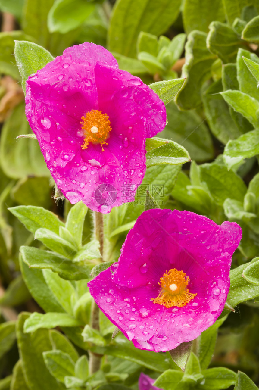 摇滚花黄色玫瑰昆虫岩石宏观粉色绿色水滴花瓣植物图片