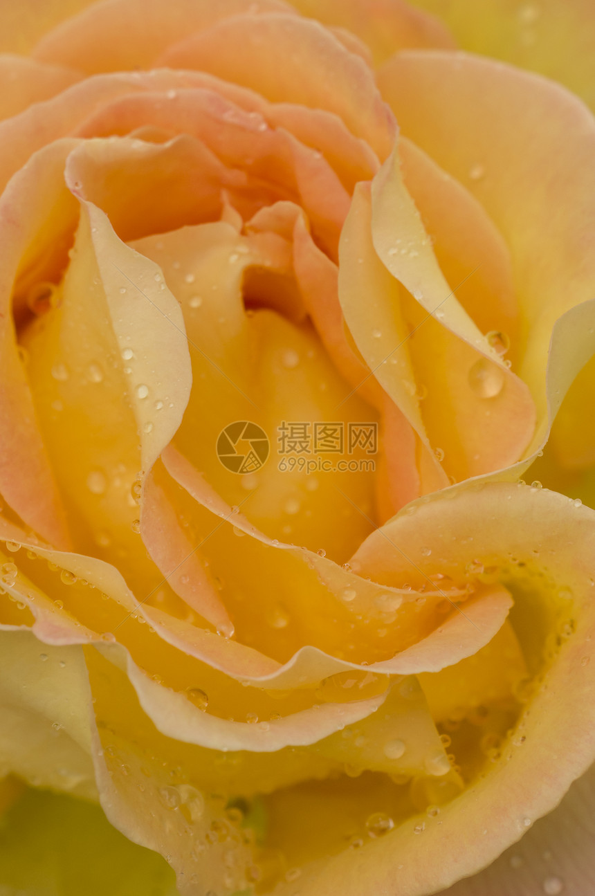 黄玫瑰 下着雨滴图片