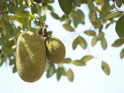 胡图果热带菠萝蜜水果生长食物植物群叶子高清图片