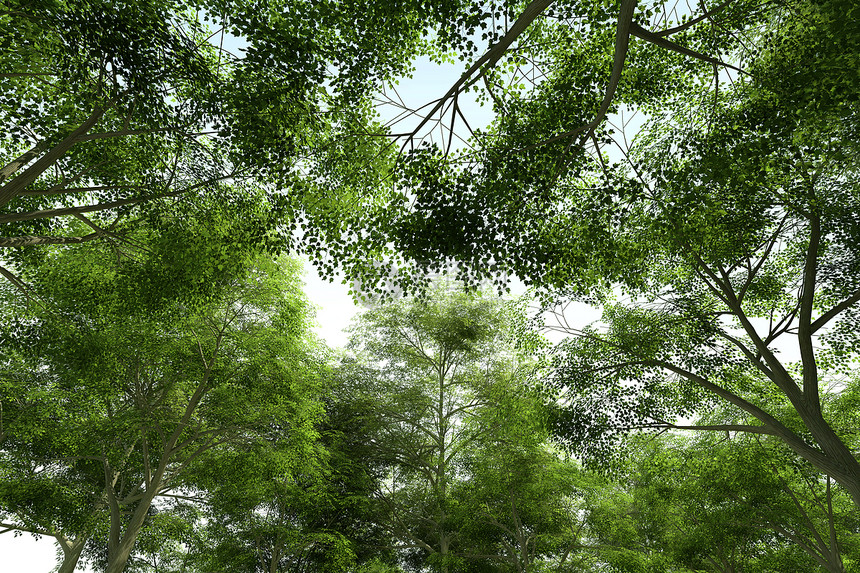 树顶  绿冠环境环境保护橡树树木植物场景绿树衬套蓝色风景图片