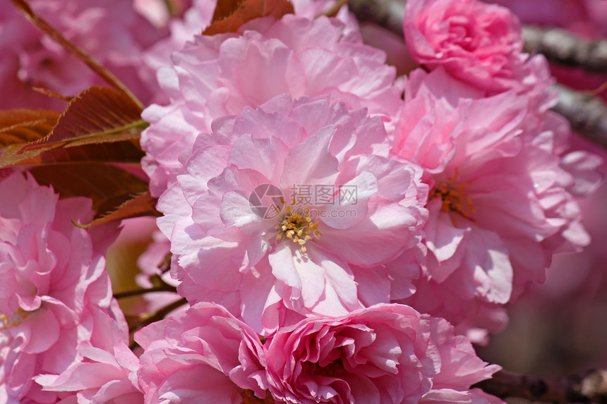 粉红樱桃树花植物群花园宏观花朵粉色图片