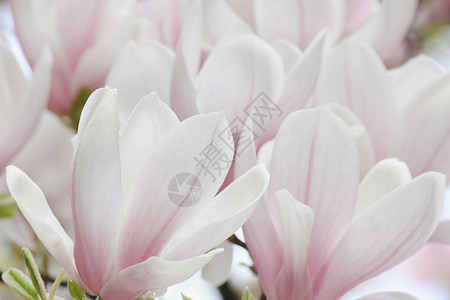 木兰花树花白色花园植物群花朵宏观粉色高清图片