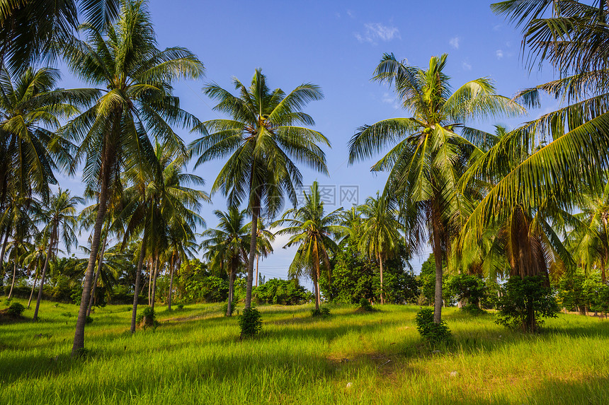 在阳光明媚的日子 椰枣树的果实树干生长天空可可场地摄影水果植物森林旅行图片